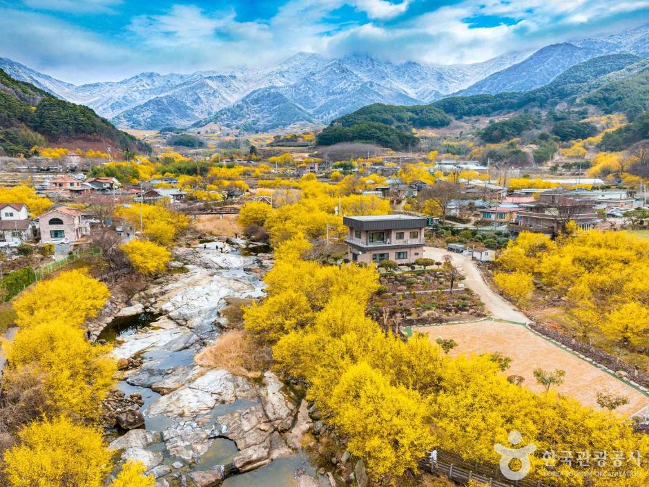전라남도 구례 노란 산수유 꽃